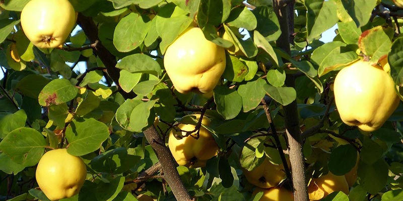 Фото плодов айвы