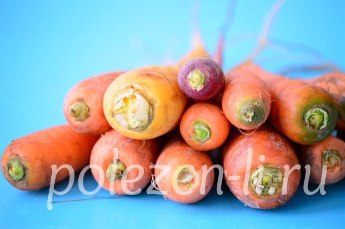 Фото моркови, полезна ли морковь