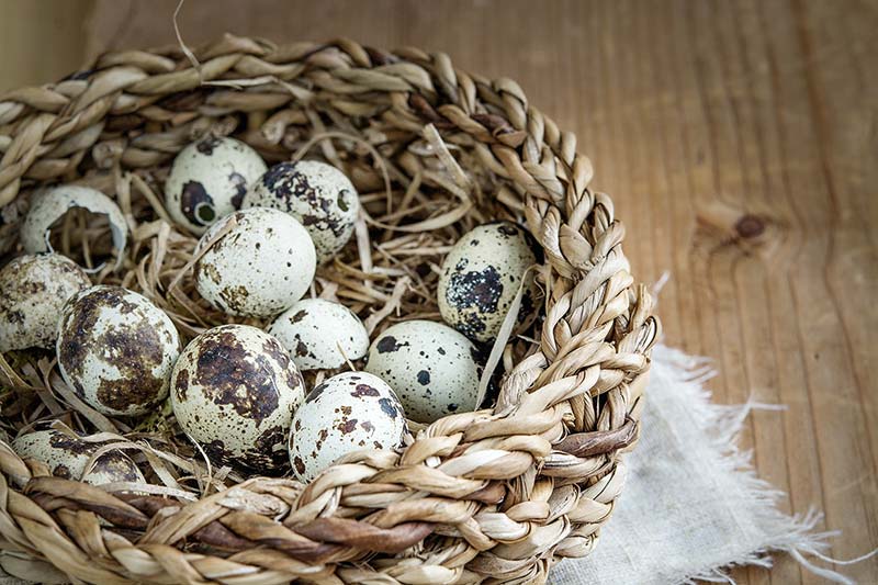 Фото перепелиных яиц в корзинке